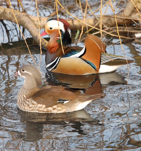 Mandrin Drake Mandrin Duck and Drake | david miller | Flickr