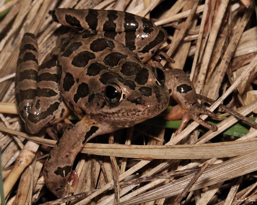 Pickerel Frog by Andrew Snyder Photography