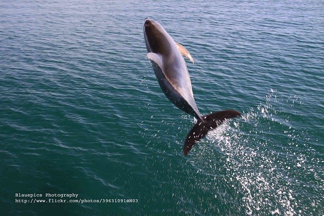 Bay of Islands, jumping Dolphin - EXPLORE