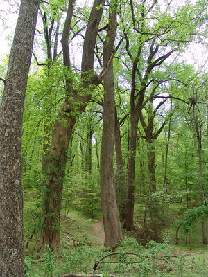 A spring view of a wooded forest 
