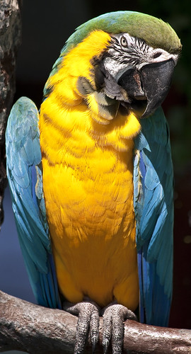 Colorful Bird | by mimsjodi