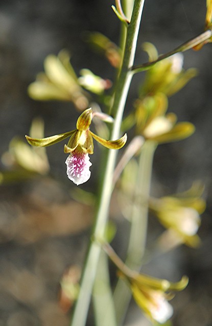 Tiny ground orchid sparkles along the path