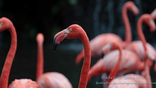 Scarlet Flamingo profile close-up