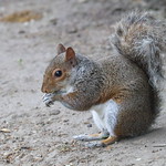 Squirrel_MG_5740