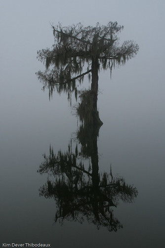 Misty Morning by Kim Dever Thibodeaux / Kim_in_CajunCountry