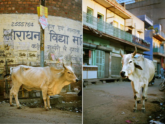 India #34: holy cow (lots of them inside)