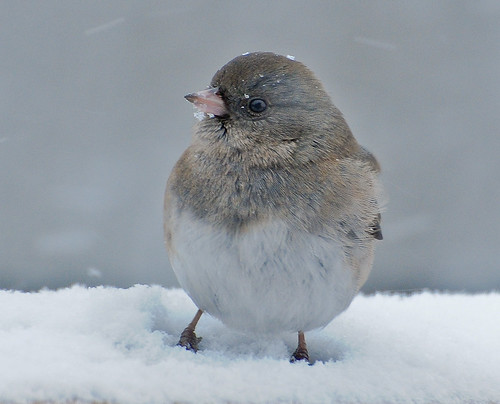 Junco | by snooker2009