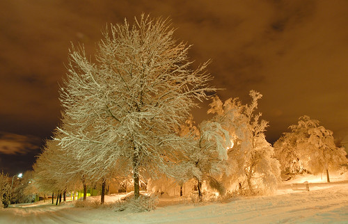 street trees winter snow norway stavanger norge rogaland forus topseven bestofmywinners godeset blinksuperstars
