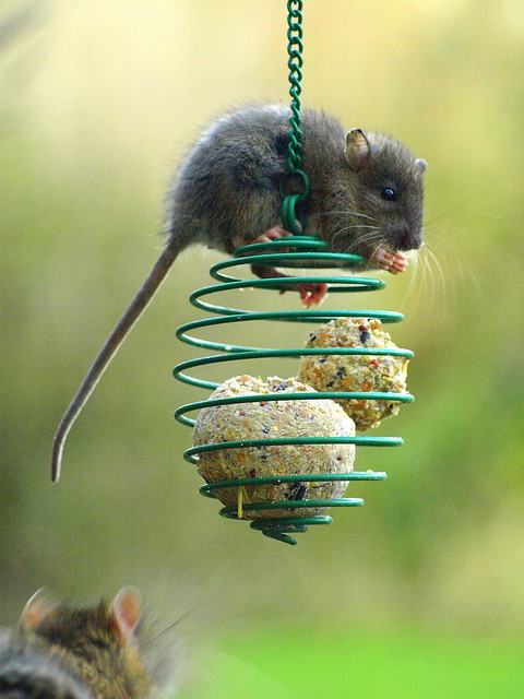 EEK! A RAT! snacking on the suet ball
