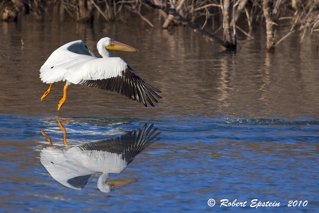 100124_White Pelican_008Rs