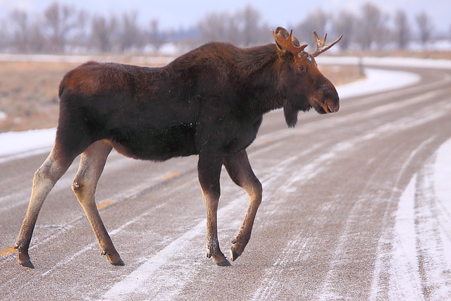 IMG_2720 Bull Moose Crossing, Grand Teton National Park