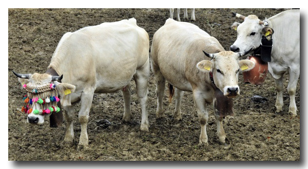 transumanza a mendatica - mucche e campanacci 3 by enrico pelos