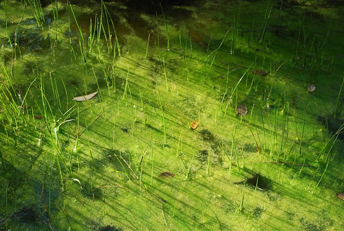 Algae | by riverrustic