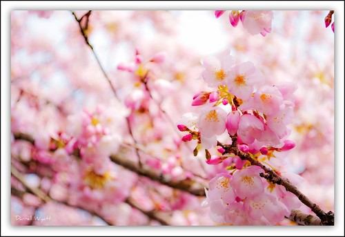 Are You Getting Tired of Blossom Shots? by Darrell Wyatt
