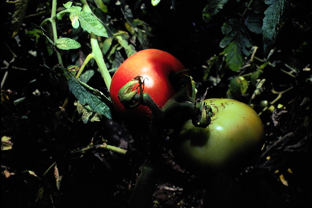 Kodachrome 25 Tomatos Grandpa's Garden Boro Park 1976