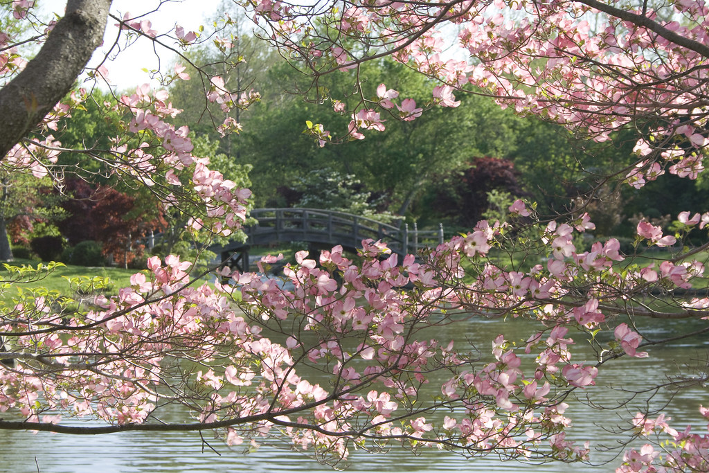 Japanese Garden In Spring Missouri Botanical Garden Flickr