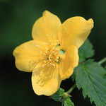 Japanese Yellow Rose / Kerria japonica / 山吹(やまぶき)
