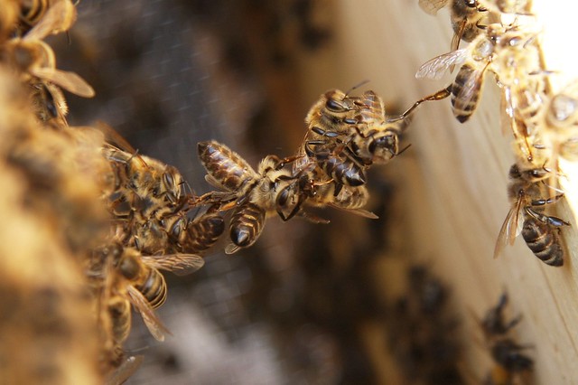 Baukette aus Bienen