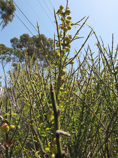 Rhamnaceae, Adolphia californica, Spineshrub