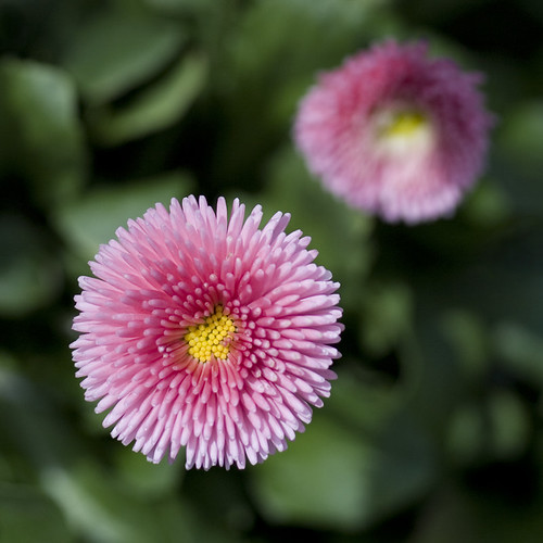 daisy | by plainliving