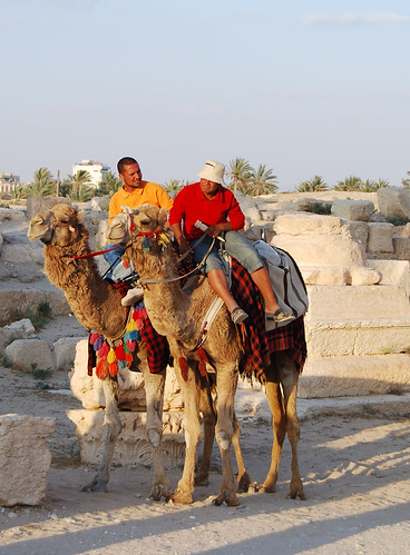 Camels in Palmyra (Arabic: تدمر Tadmur‎), Syria | Palmyra (A… | Flickr