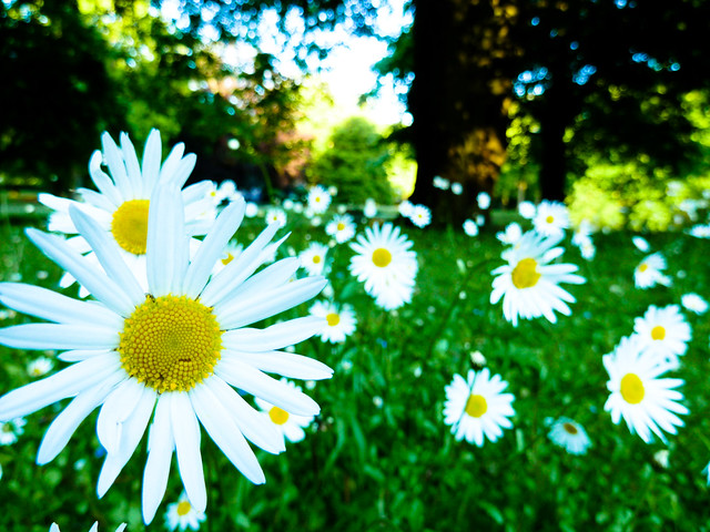 Daisies in front...