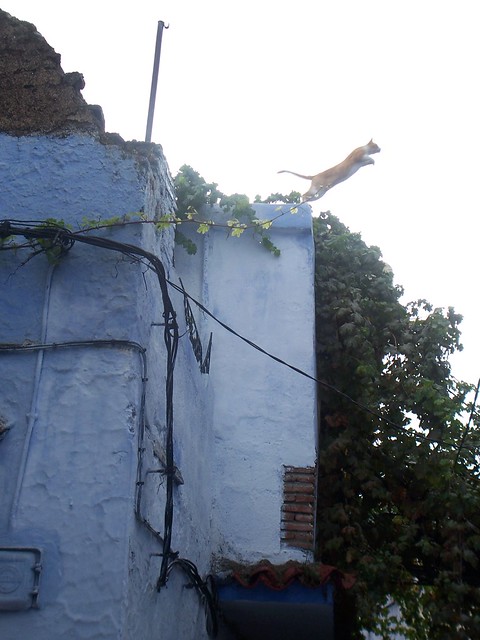 Un gato saltando en Chefchauen,Marruecos.
