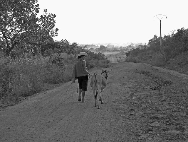 Jones and (p)Hadley, the donkey, on the road (early morning), The Gambia West Africa - 2009