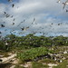 Birds at Chesterfield Reef