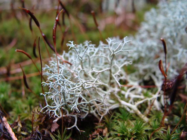 Blue lichen II