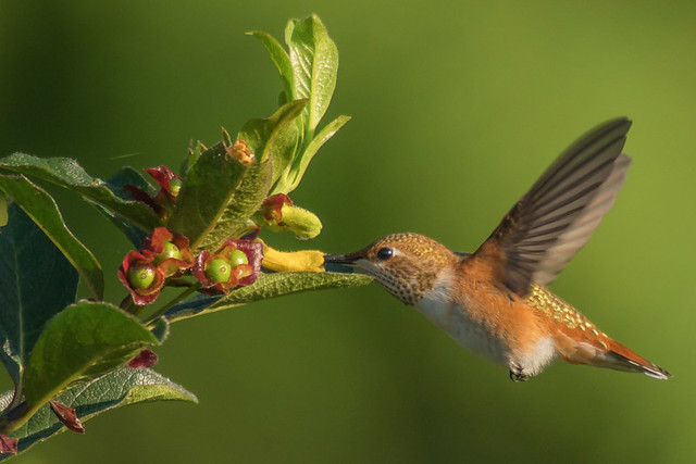 Rufous Hummingbird-Selasphorus rufus