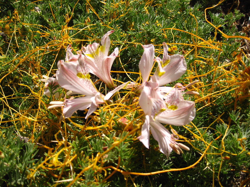 Flower + Parasite