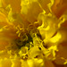 Marigold flower (Chendu hoova)