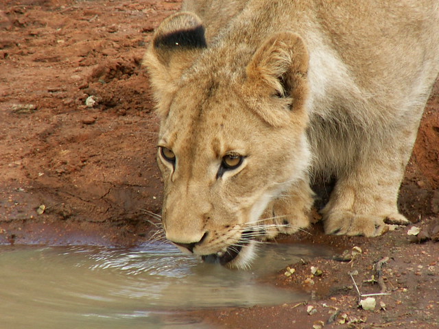 Afrique du Sud - Lion Tshukudu