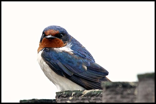 Portrait of a Barn Swallow by lipjin