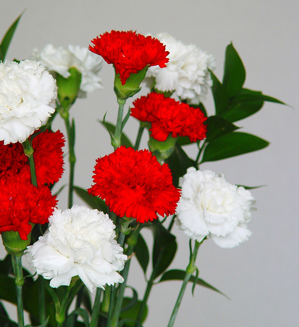 Flores de Claveles blancos y rojos