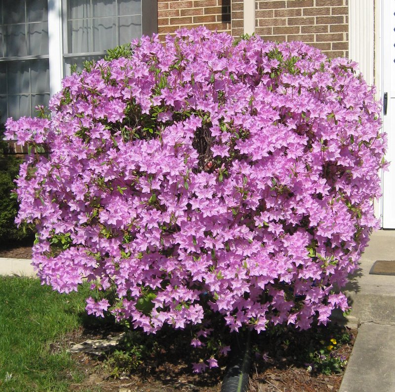 Purple Azalea Bush I Believe It Is At Its Peak Right Now Katxn Flickr,What Is The Average Lifespan Of A Cat With A Heart Murmur