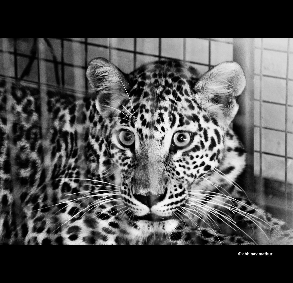 New lease of life | A leopard rescued and ready to be rehabilitated by Abhinav Mathur.