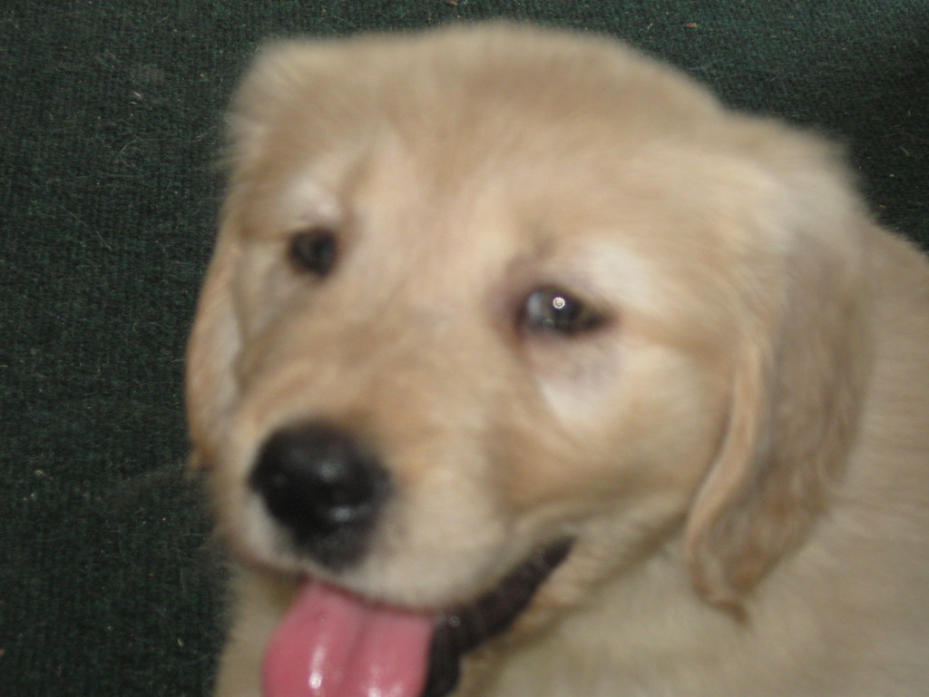 Puppy!