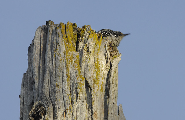 woodpecker on a post