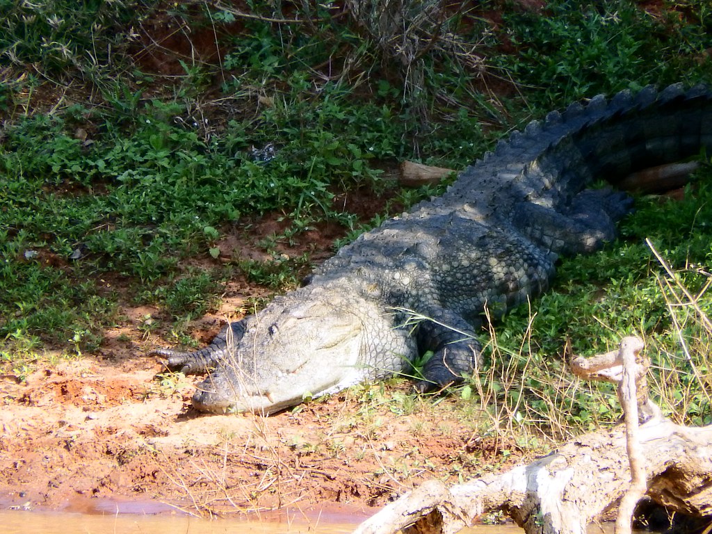 Crocodile, Yala National Park, Sri Lanka