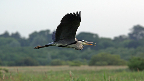 Grey Heron flypast | by NickWakeling