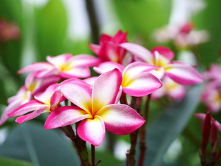 Gorgeous Plumeria obtusa  [Explored] July 20, 2015 | by Chenyueling
