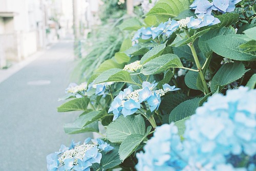 あをさい | by ikehire