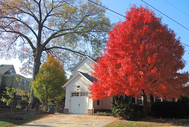 USA (Virginia, Arlington) Beauty of red leaves