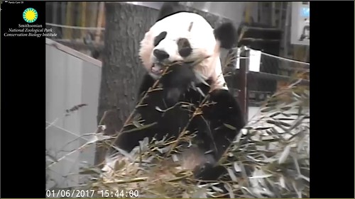 The beautiful Mei Xiang. Attribution: Smithsonian's National Zoo | by helenwoo555