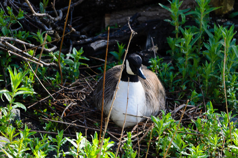 Canada goose on the nest