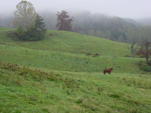 morning horse field misty foggy