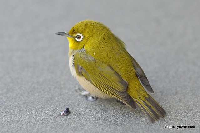 Japan Bird (green)