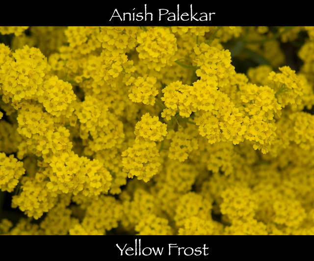 Yellow Frost!